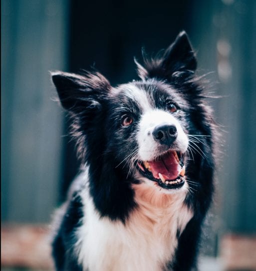 A happy black and white dog can lower the risk of death