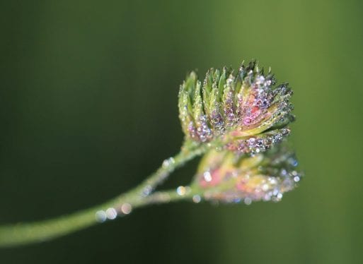 dewdrops on a flower resemble tears of grief