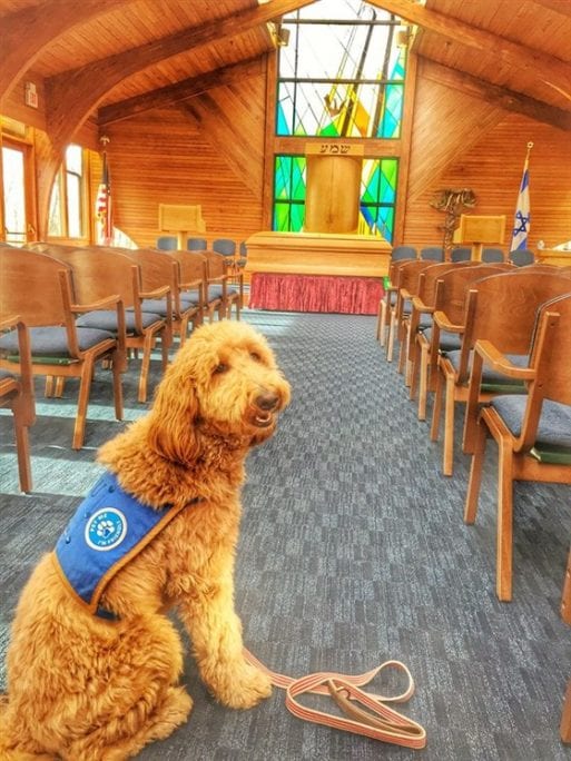  therapy dog at funeral home