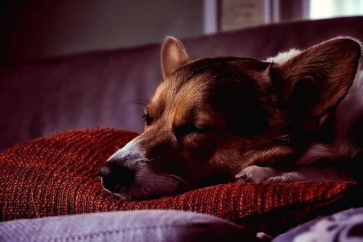 Sleeping dog acts as a metaphor for grief in "Talking to Grief"