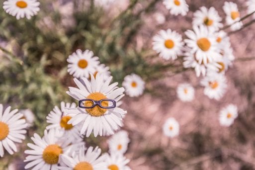A daisy with sunglasses stands out from the crowd.