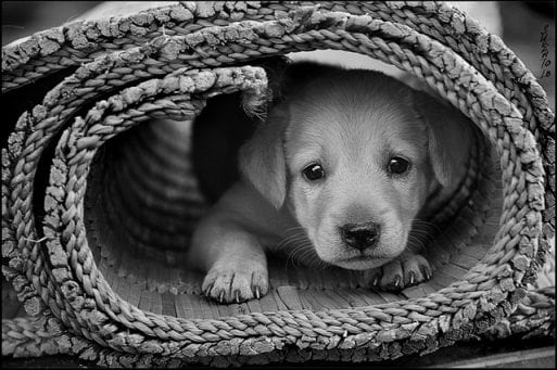 puppy inside a rug is about the age of the dog in Dog''s Death