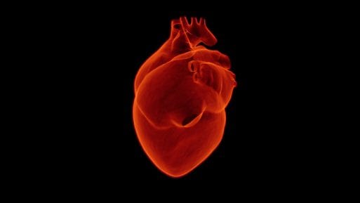 Scientists have created the first 3D map of the heart's nervous system