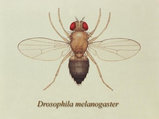 Image of a fruit fly drosophila melanogaster