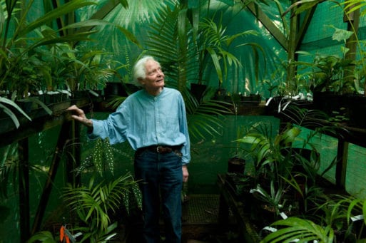 WS Merwin looks at palms in his greenhouse in Maui.