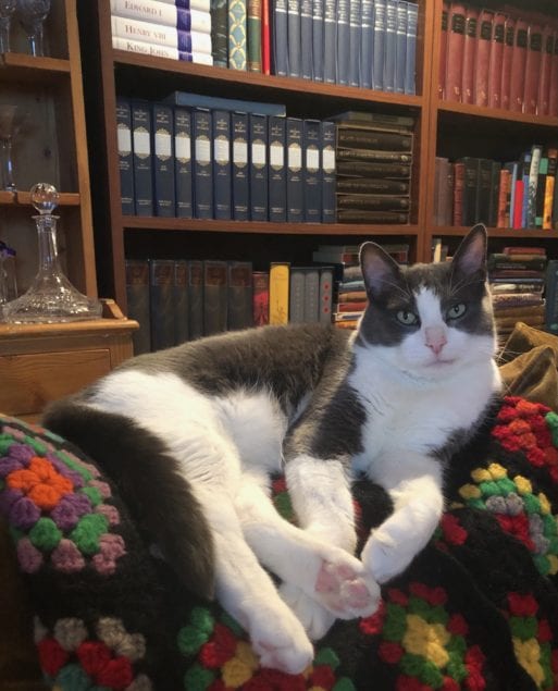 cat sitting on a couch in library represents pet loss support