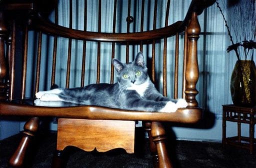 Pablo the cat sits on a rocking chair pet loss support
