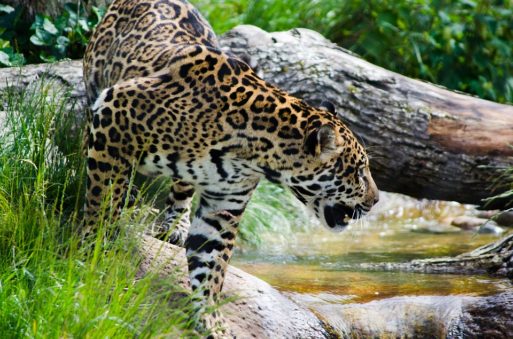 Jaguar in the wild; the Matsigenka of Peru believe that their dead can turn into jaguars and come back to harm the living