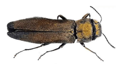 The wood-boring jewel beetle discovered at Green-Wood cemetery.