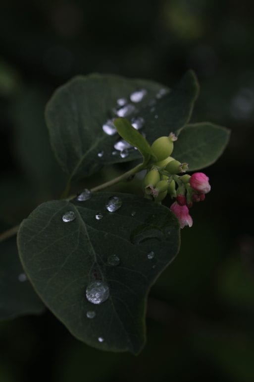 Dewdrops evaporate like time