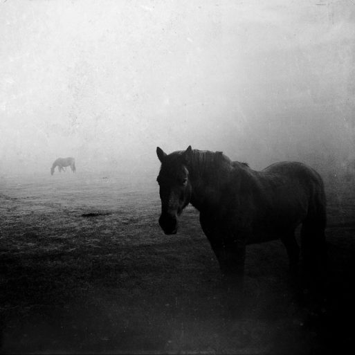 Black and white photograph of horses in fog - Skip on Flickr - Emma Hine