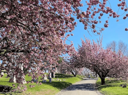 Flowering trees at a New York graveyard supporting biodiversity.