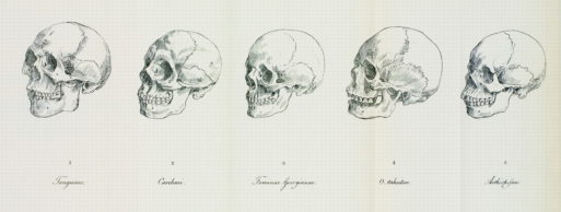 Samuel Morton Craniology