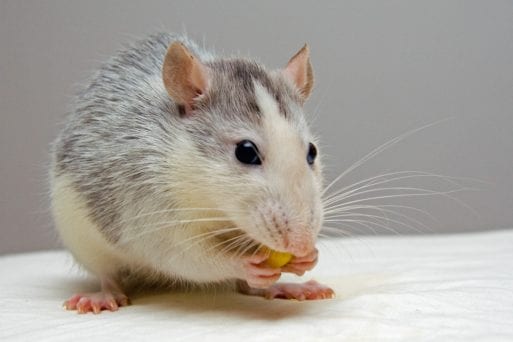 A mouse poses on a white cloth. Alzheimer's research on mice is rarely effective in humans.