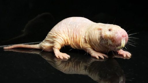 mole rat experiments and aging humans