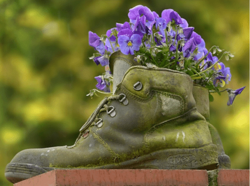 Purple pansies burst from an old shoe as a memorial.