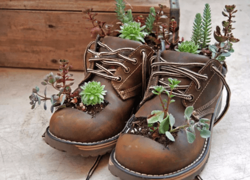 A pair of brown boots filled with succulents becomes a shoe memorial.