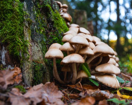 wild mushrooms used to make psilocybin psychedelic 