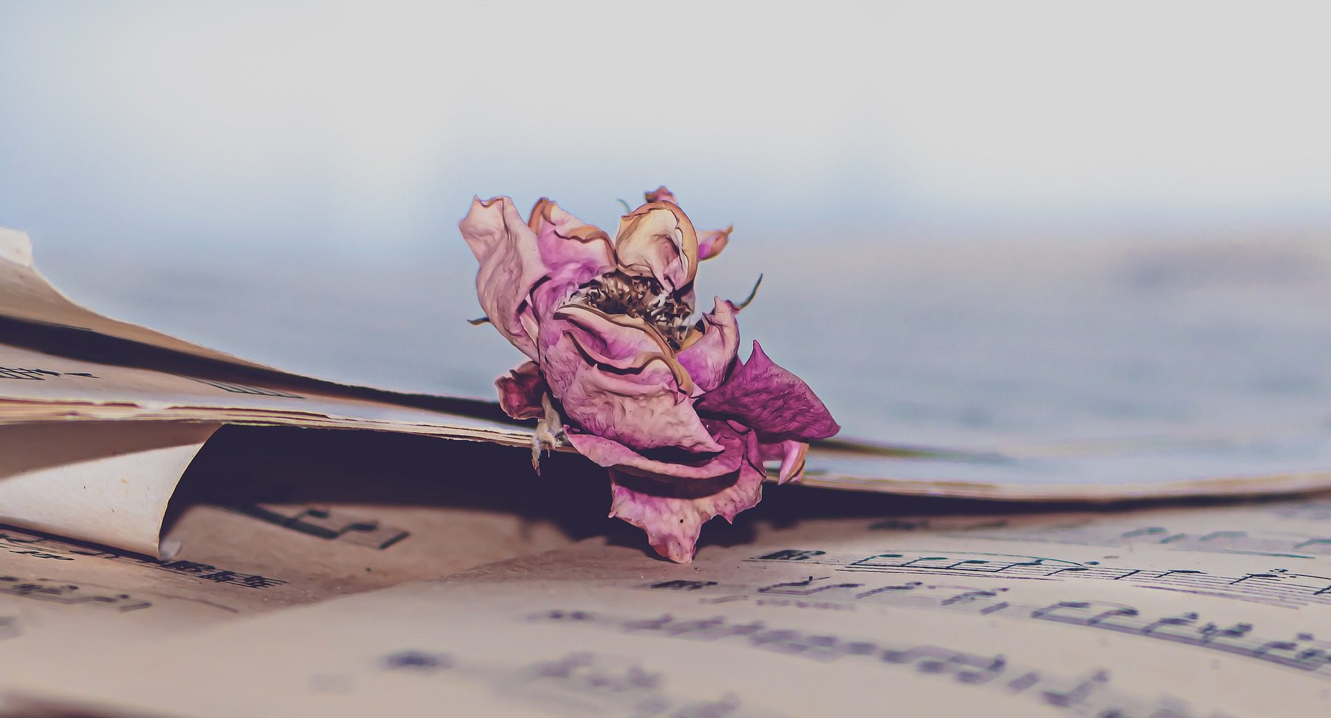 song lyrics and a dried pink rose