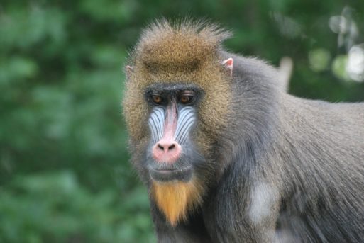 a baboon that received pig heart