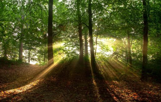 a forest with rays of sunshine coming through