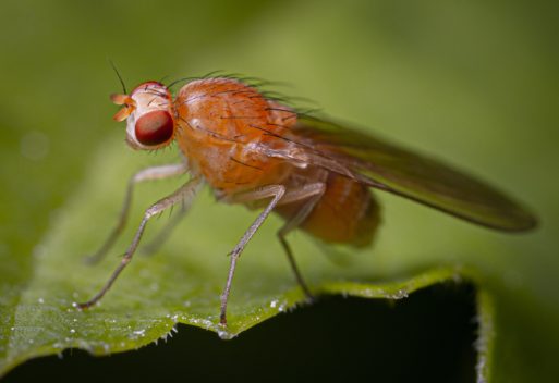 Fasting Fruit Flies Longevity