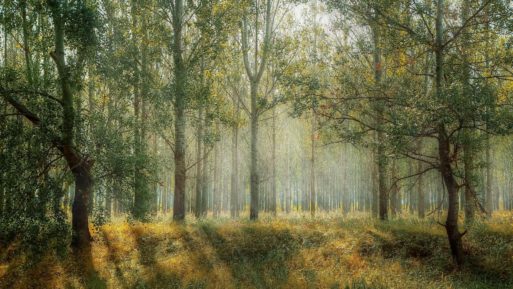 A conservation burial ground in a forest 