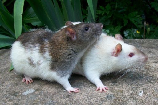 Two rats, who could be carriers for fleas infected with the bacterium causing the Black Death.