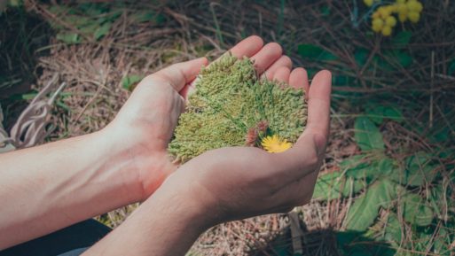 Two hands hold some dried leaves in the shape of a heart.