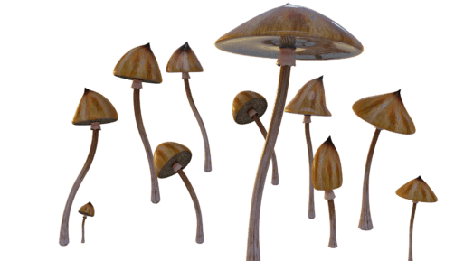 A drawing of magic mushrooms, which contain the psychedelic component psilocybin and which can be used to process grief.