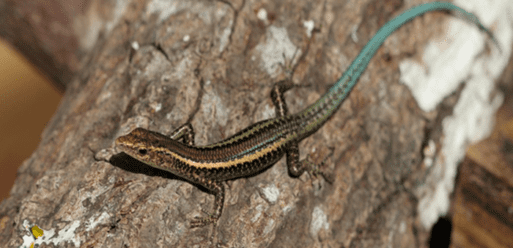 A blue-tailed skink on a log, one of many species threatened with extinction.