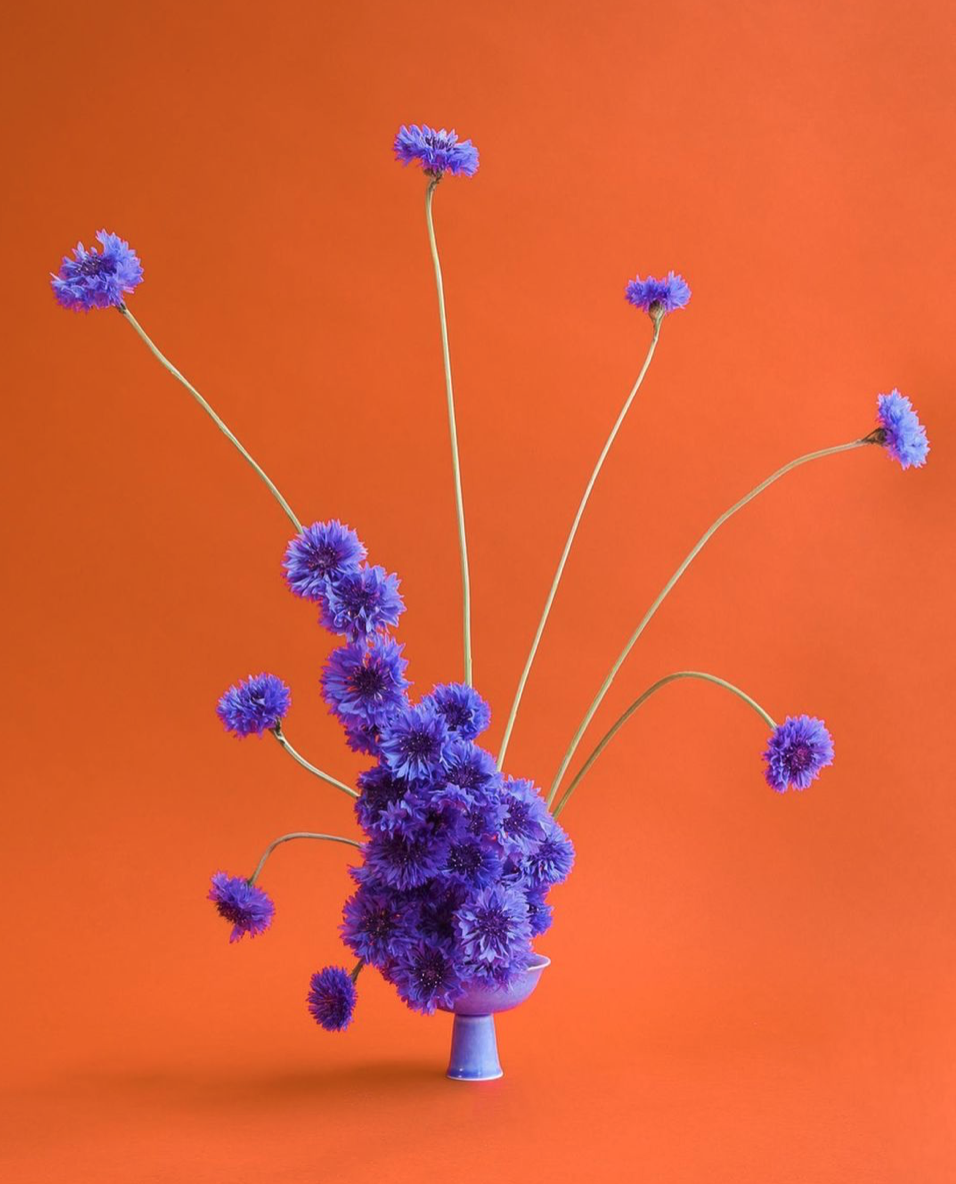 purple memorial flowers on a orange backdrop