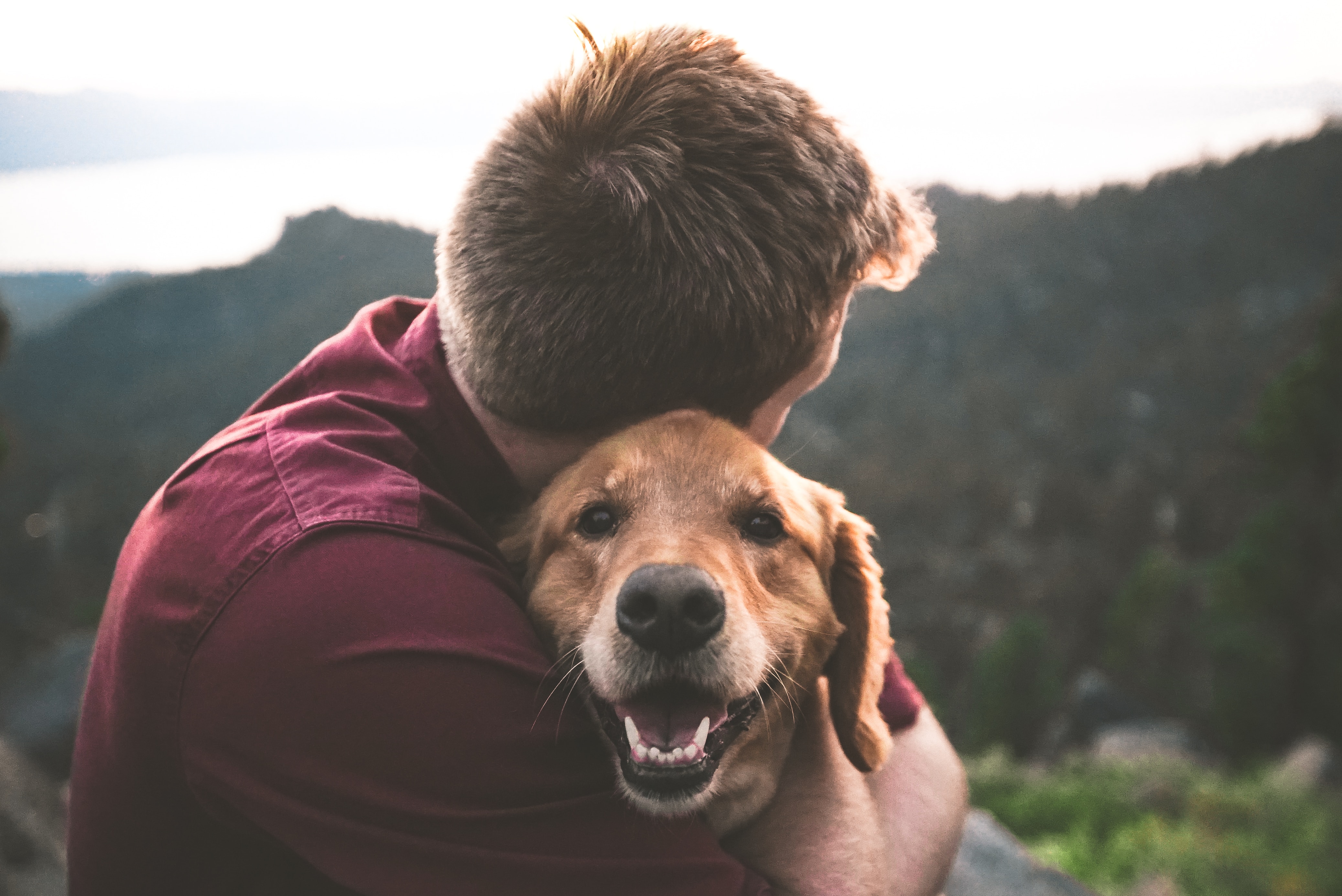 a man with his dog considers shared burial