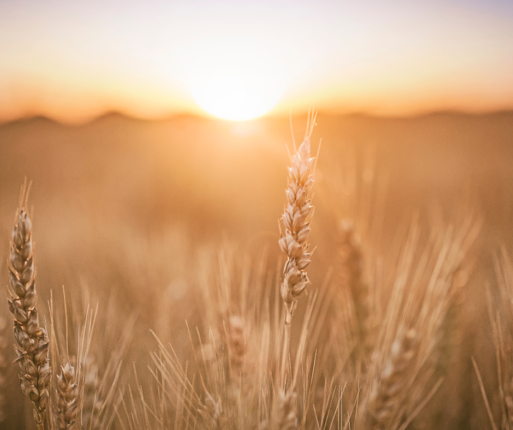 The sun is setting in the background, glinting golden rays off the stalks of wheat that are in the foreground., recalling the line "I am the sunlight on ripened grain" from the poem "Immortality"