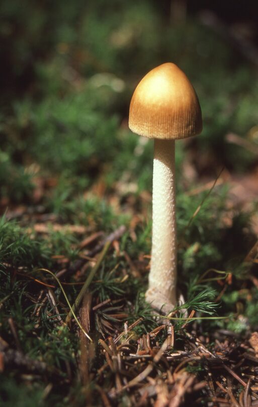 psychedeelic mushroom for psilocybin