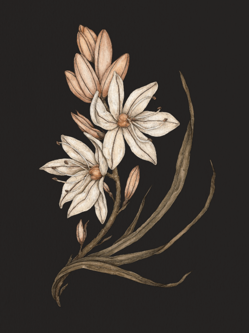asphodel flower for comfort