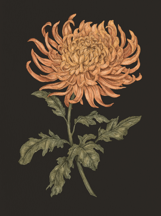 orange chrysanthemum illustration from Floriography