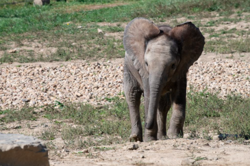 The elephant calf Tsuni walks towards the camera. Her death inspired the zoo to provide grief support.