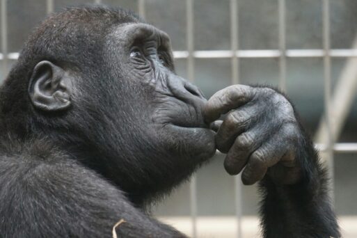 A gorilla in a zoo looks out of a cage. When such animals die, zoo staff often require grief support.