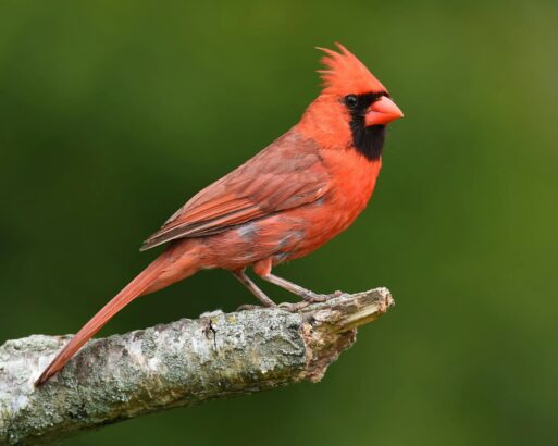 A cardinal on a branch, recalling its symbolism for death and messages from beyond.