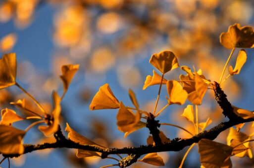 The yellow leaves of a Gingko tree in Autumn, recalling Catherine Broadwall's poem "Torch."
