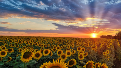 Panoramic photograph of a field of sunflowers taken at sunset, symbolizing the poet's desire to turn her soul towards the sun after she is dead