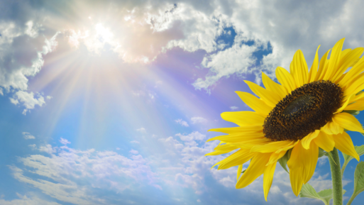 A photograph of the sun streaming through the clouds, with a sunflower bloom in the foreground. Gonzalez wants her soul to be like the petals, turned towards the light after she dies.