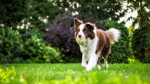 pet dog running outdoors at a celebration of life