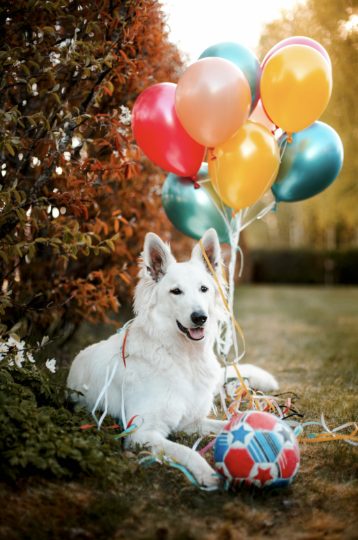 pet dog holds baloons at celebration of life