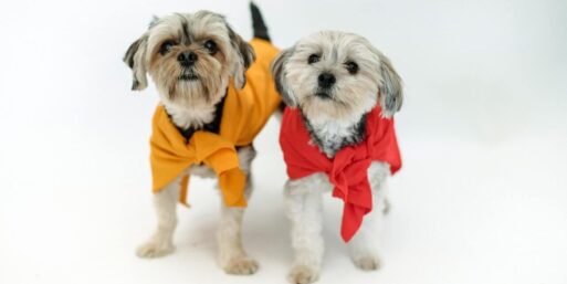 two pets in shawls at celebration of life