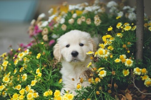 pet puppy in flowerbed at celebration of life