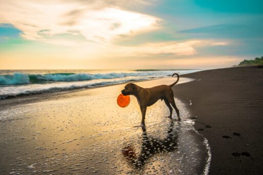 pet boxer ready to play frisbee at celebration of life