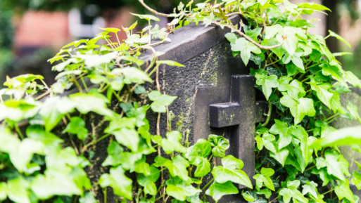 A swath of green ivy covers a headstone in a cemetery reflecting death care industry 