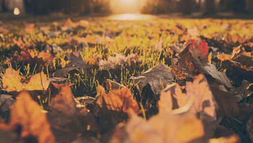 A close-up shot of brown, crispy fall leaves scattered over grass in fading sunlight